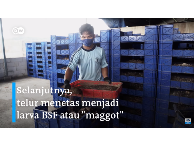 Budidaya Maggot Black Soldier Fly Cara Ampuh Atasi Sampah Organik