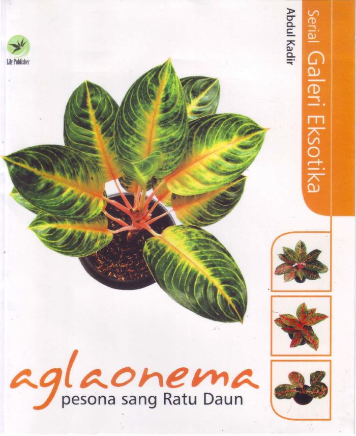 Serial Galeri Eksotika Aglaonema,Pesona Sang Ratu Daun