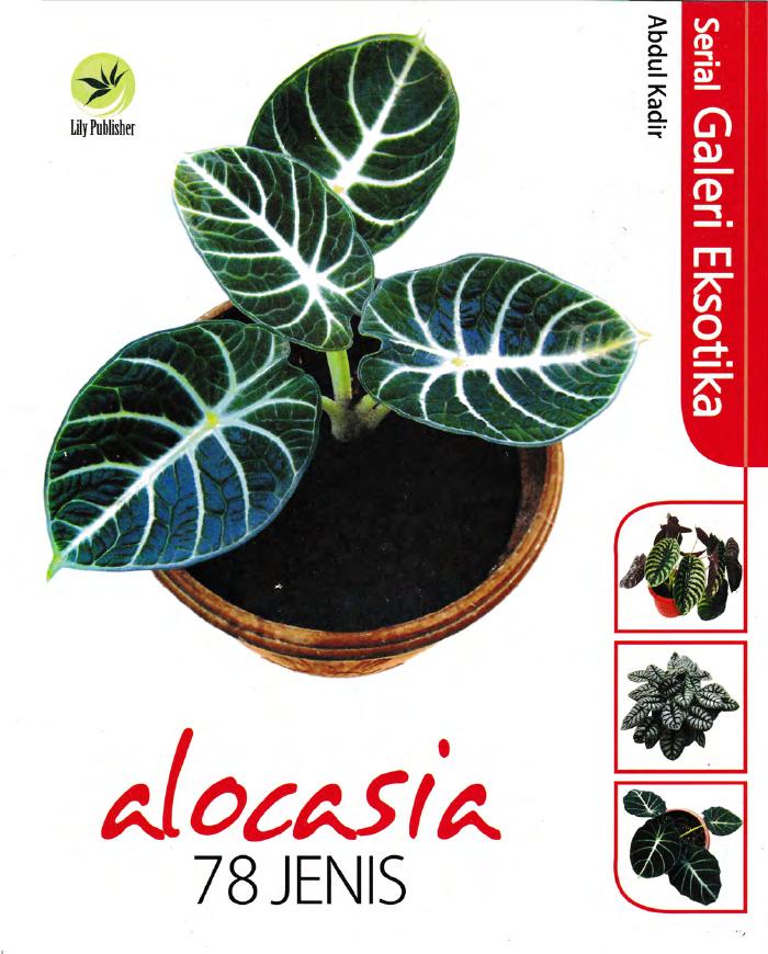 Serial Galeri Eksotika Alocasia 78 Jenis