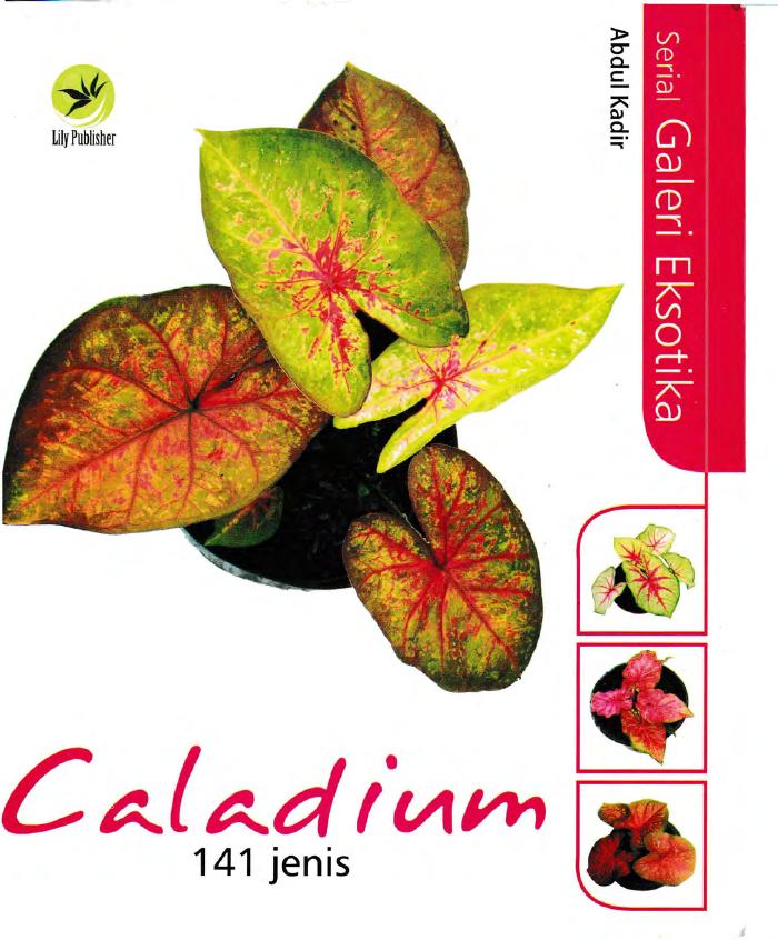 Serial Galeri Eksotika Caladium 141 Jenis