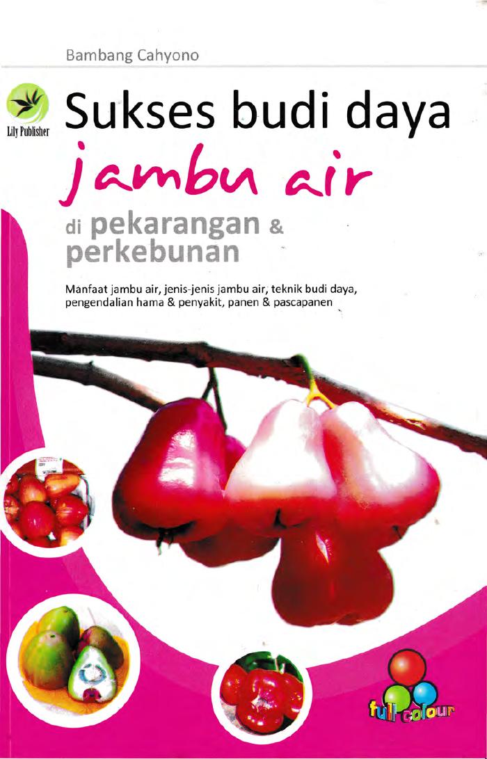 Sukses Budi Daya Jambu Air Di Pekarangan Dan Perkebunan