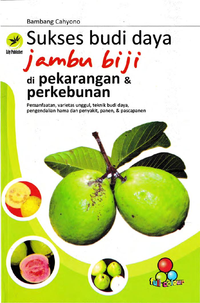 Sukses Budi Daya Jambu Biji Di Pekarangan Dan Perkebunan