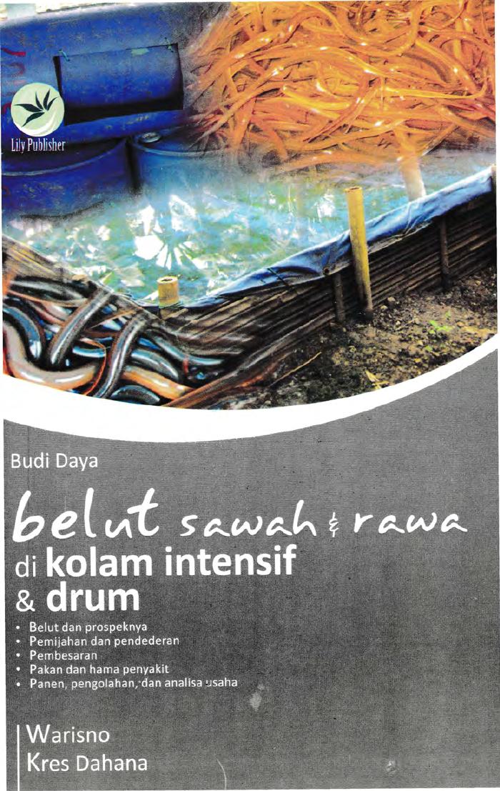 Budi Daya Belut Sawah Dan Rawa Di Kolam Intensif Dan Drum
