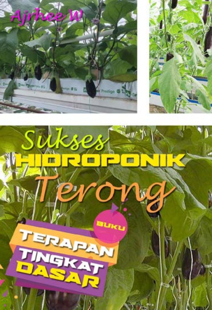 HIDROPONIK TERONG