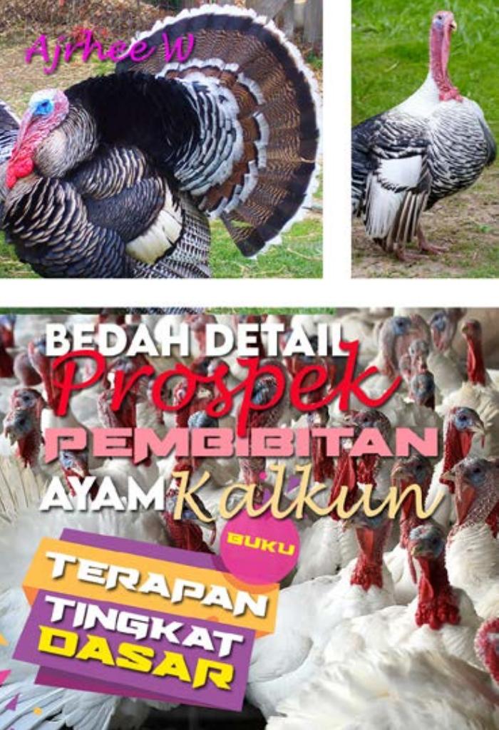 BUKU TERAPAN TINGKAT DASAR: Bedah Detail Pembibitan  AYAM KALKUN