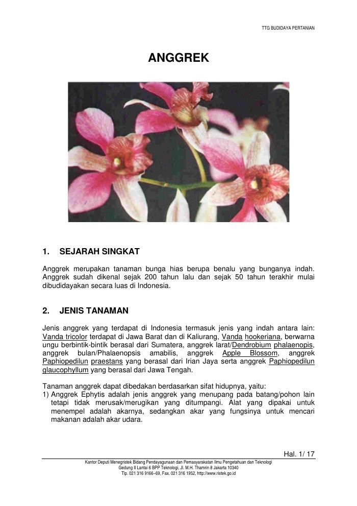 Budidaya Anggrek