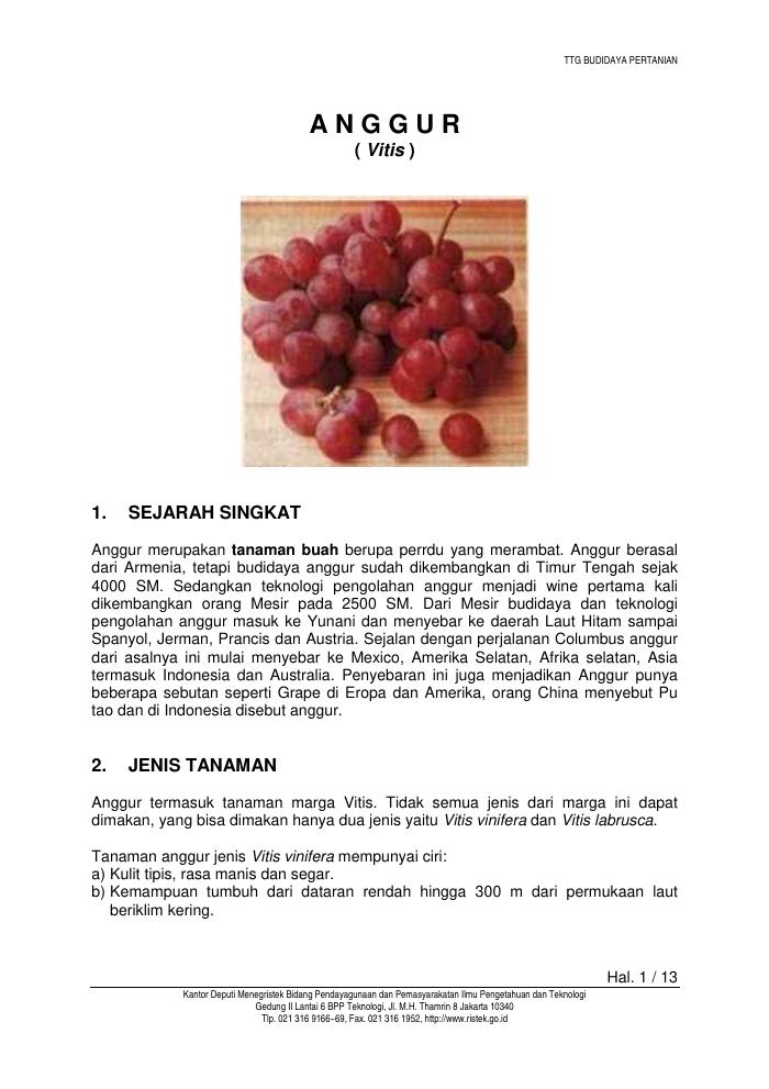 Budidaya Anggur