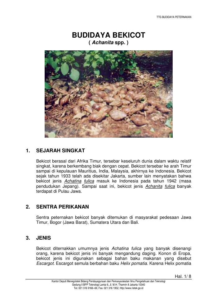 Budidaya Bekicot
