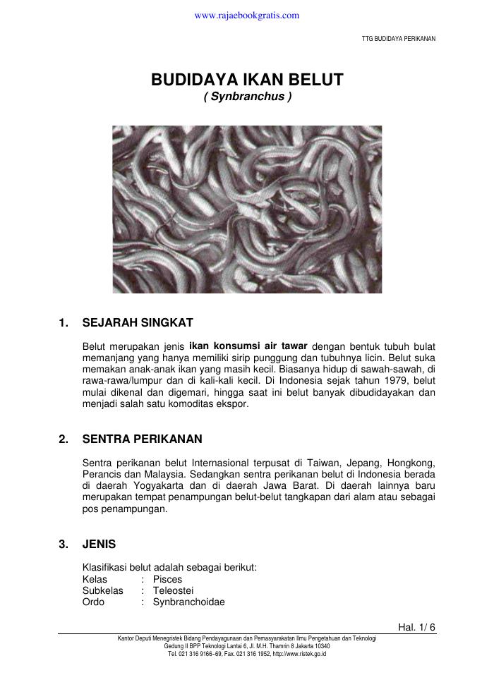 Budidaya Belut
