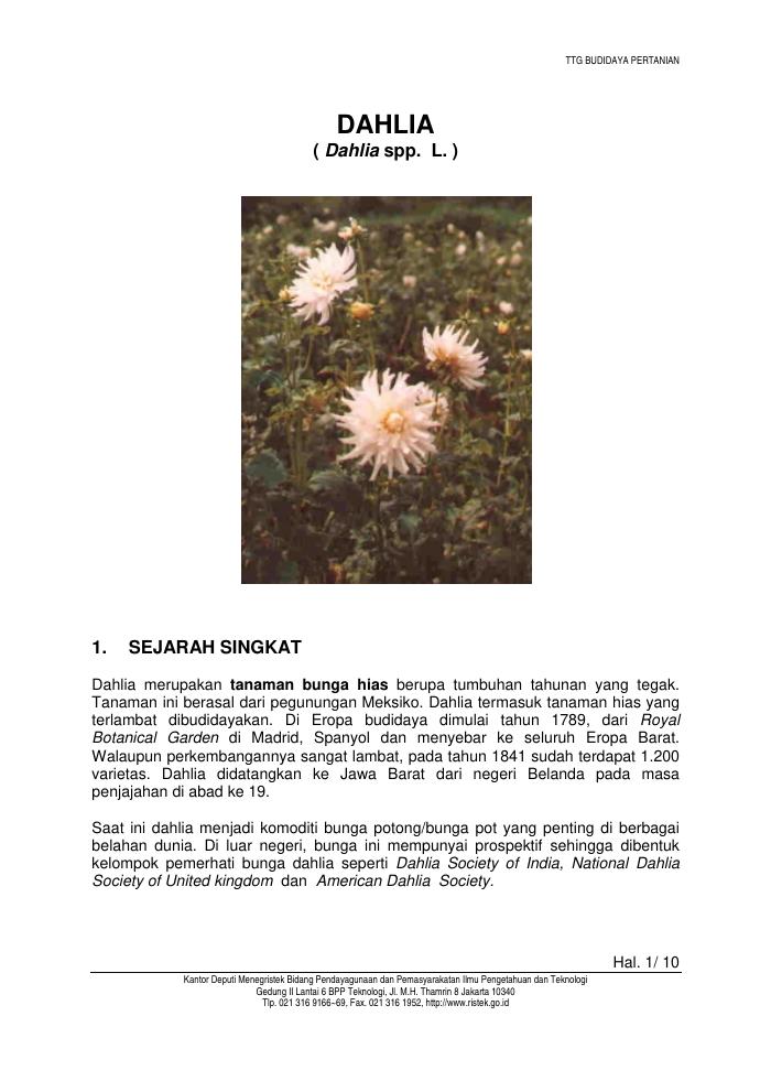 Budidaya Bunga Dahlia