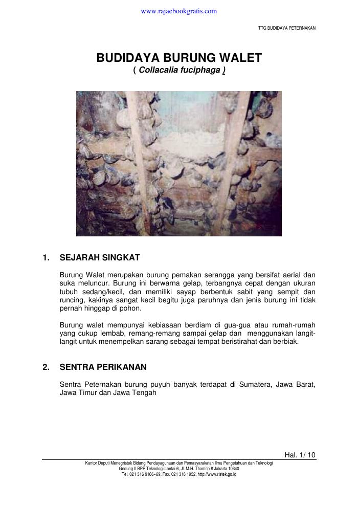 Budidaya Burung Walet