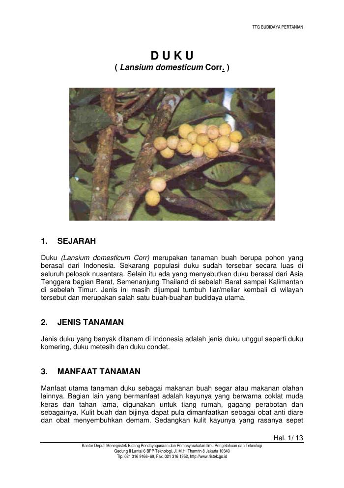 Budidaya Duku