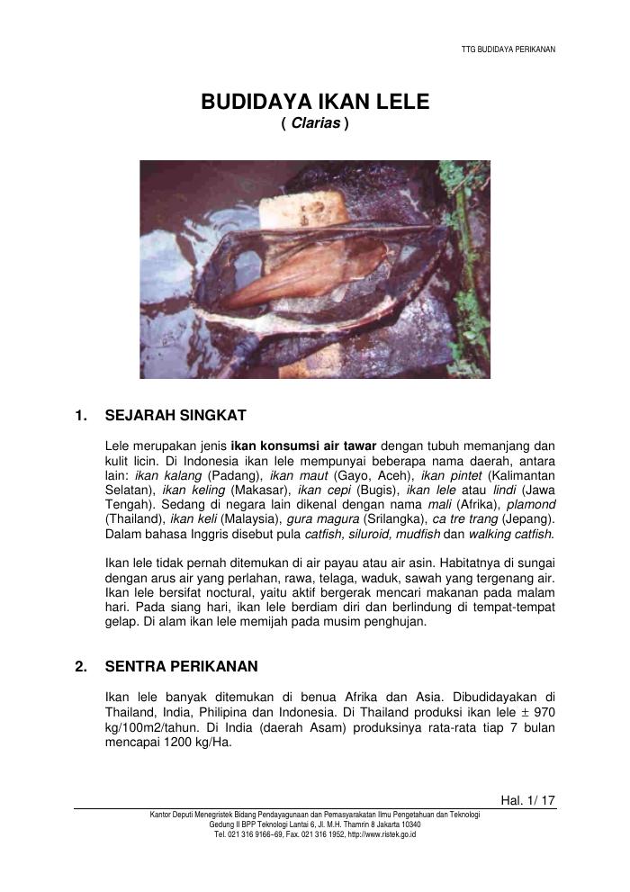 Budidaya Ikan Lele