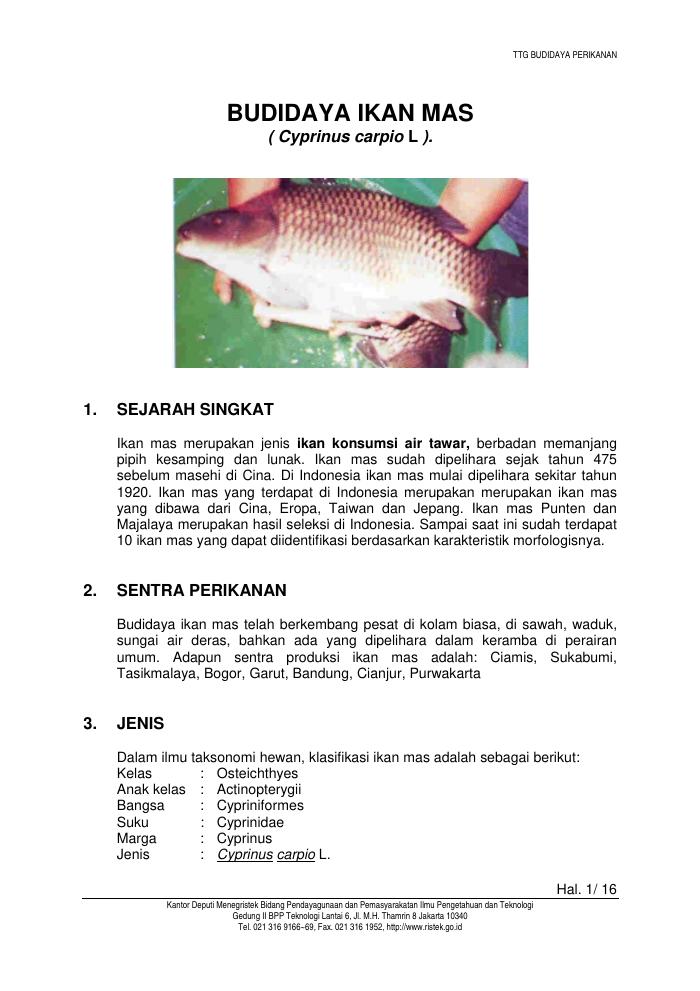 Budidaya Ikan Mas