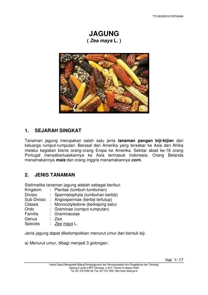 Budidaya Jagung