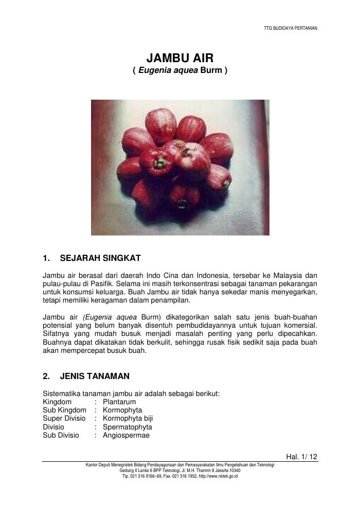 Budidaya Jambu Air
