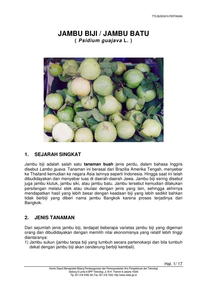 Budidaya Jambu Biji