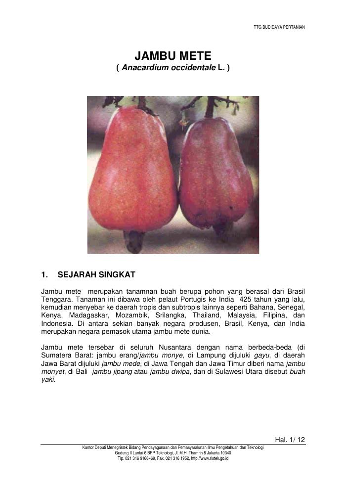 Budidaya Jambu Mete