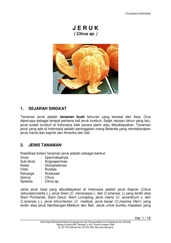 Budidaya Jeruk