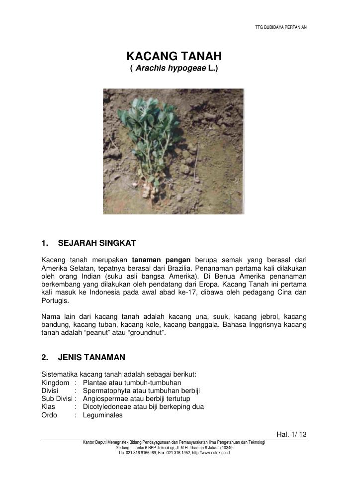 Budidaya Kacang Tanah
