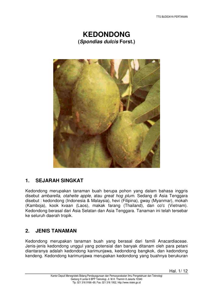 Budidaya Kedondong