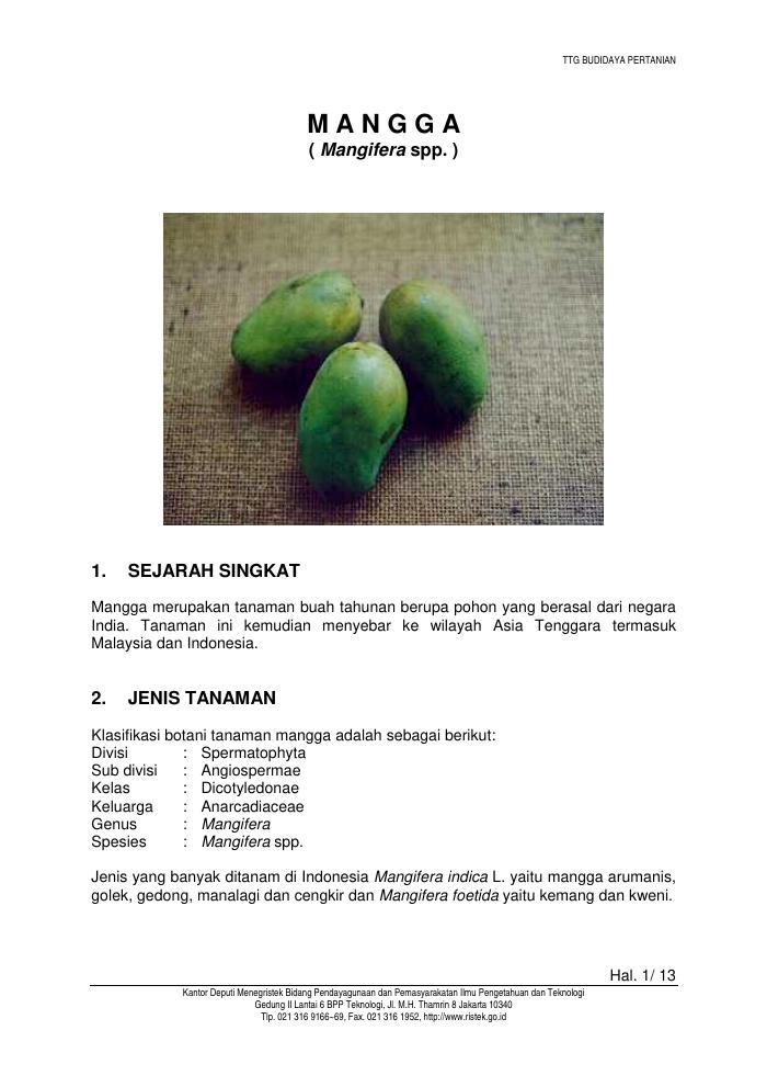 Budidaya Mangga