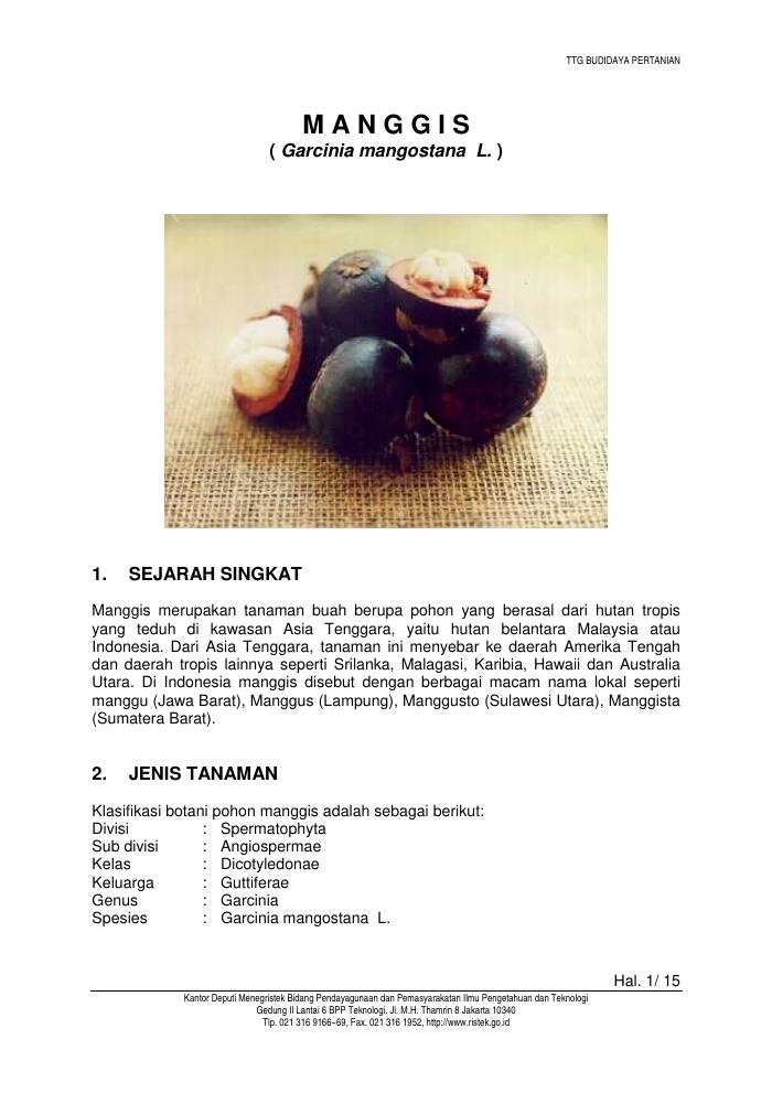 Budidaya Manggis