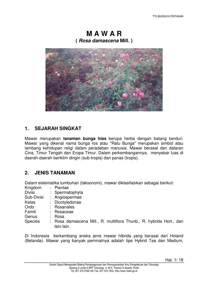 Budidaya Mawar