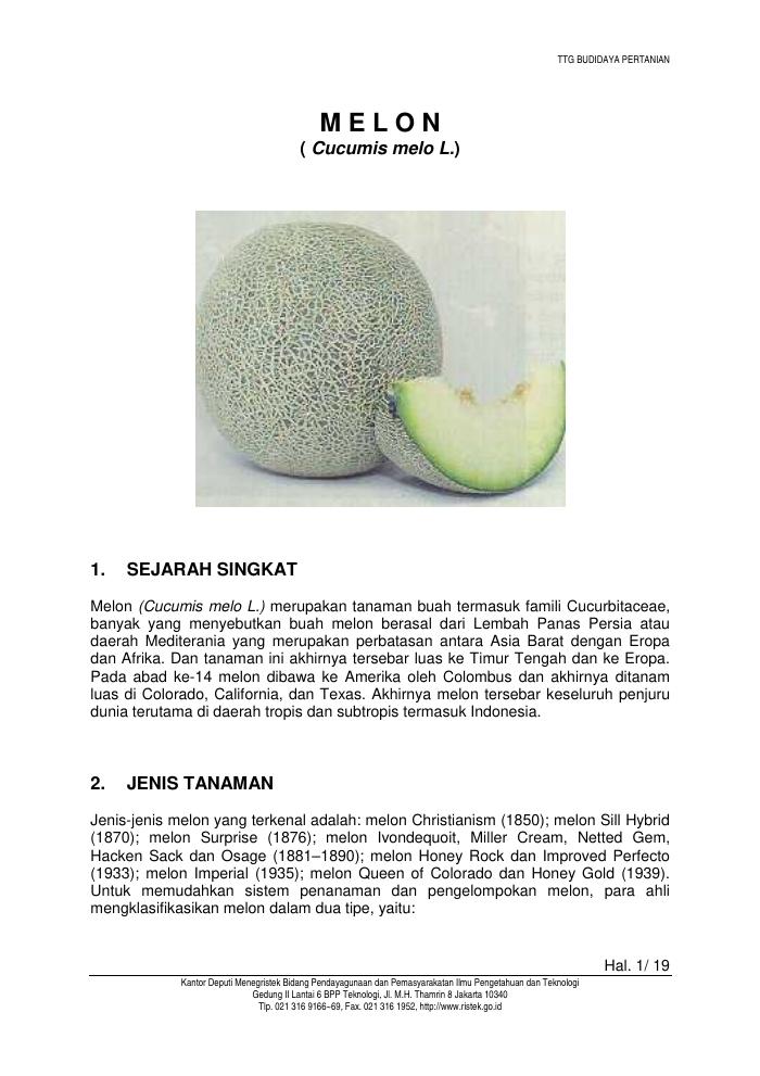 Budidaya Melon