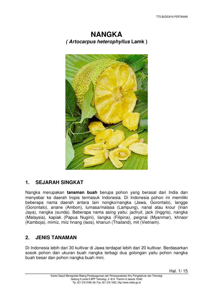 Budidaya Nangka