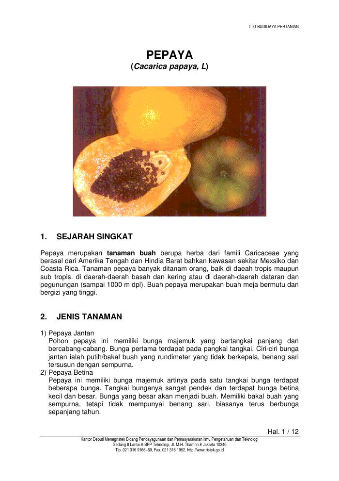 Budidaya Pepaya