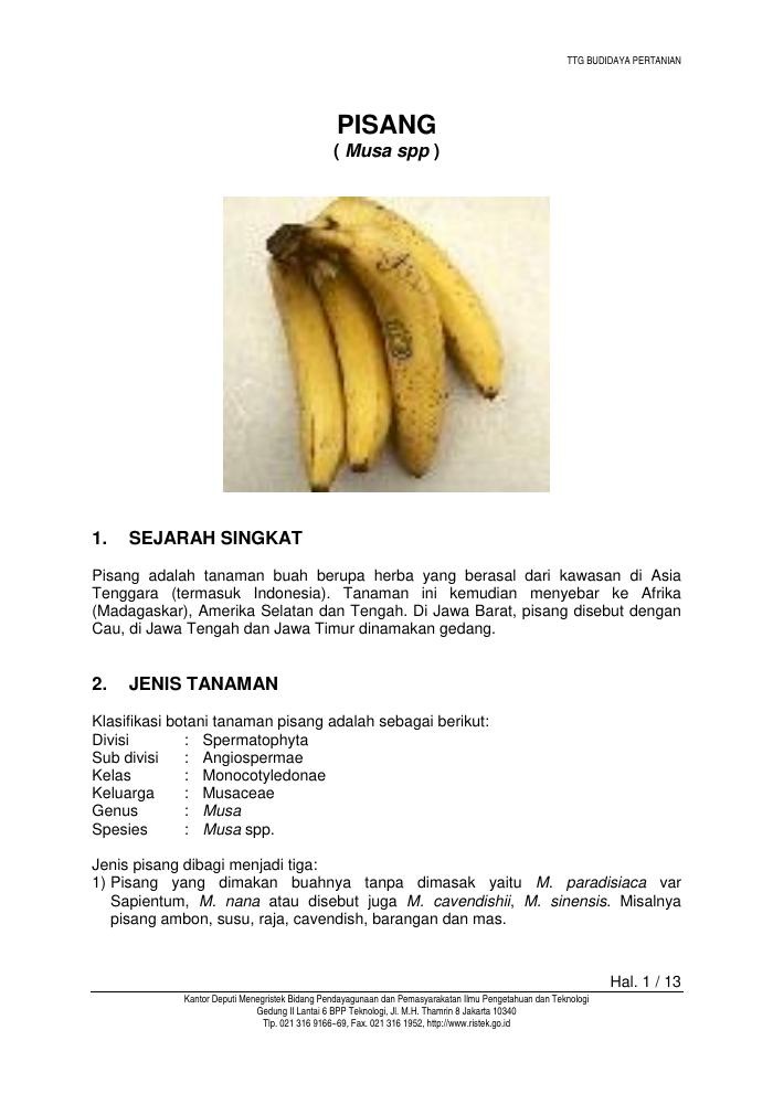 Budidaya Pisang