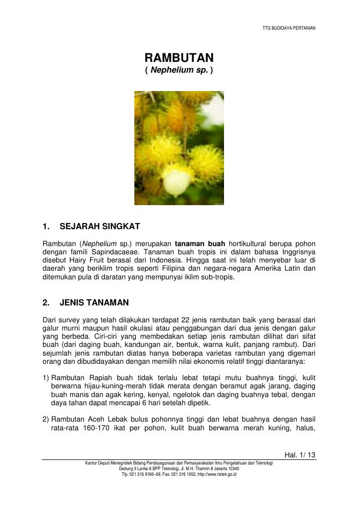 Budidaya Rambutan