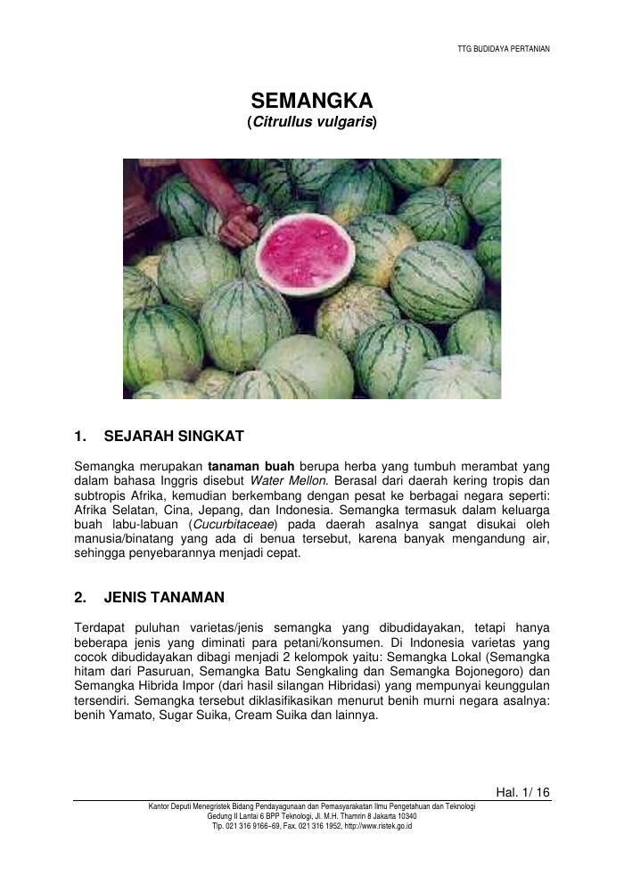 Budidaya Semangka
