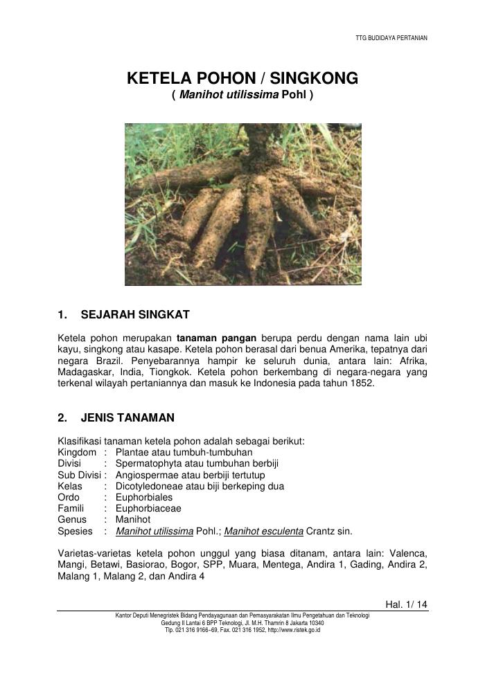 Budidaya Singkong