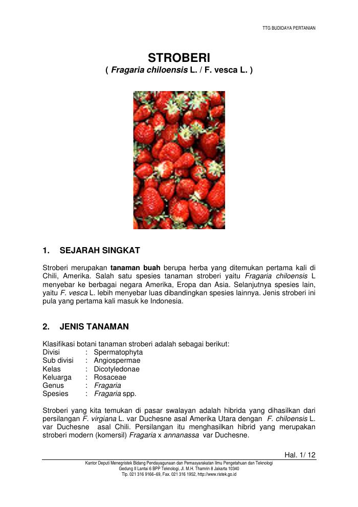 Budidaya Stroberi