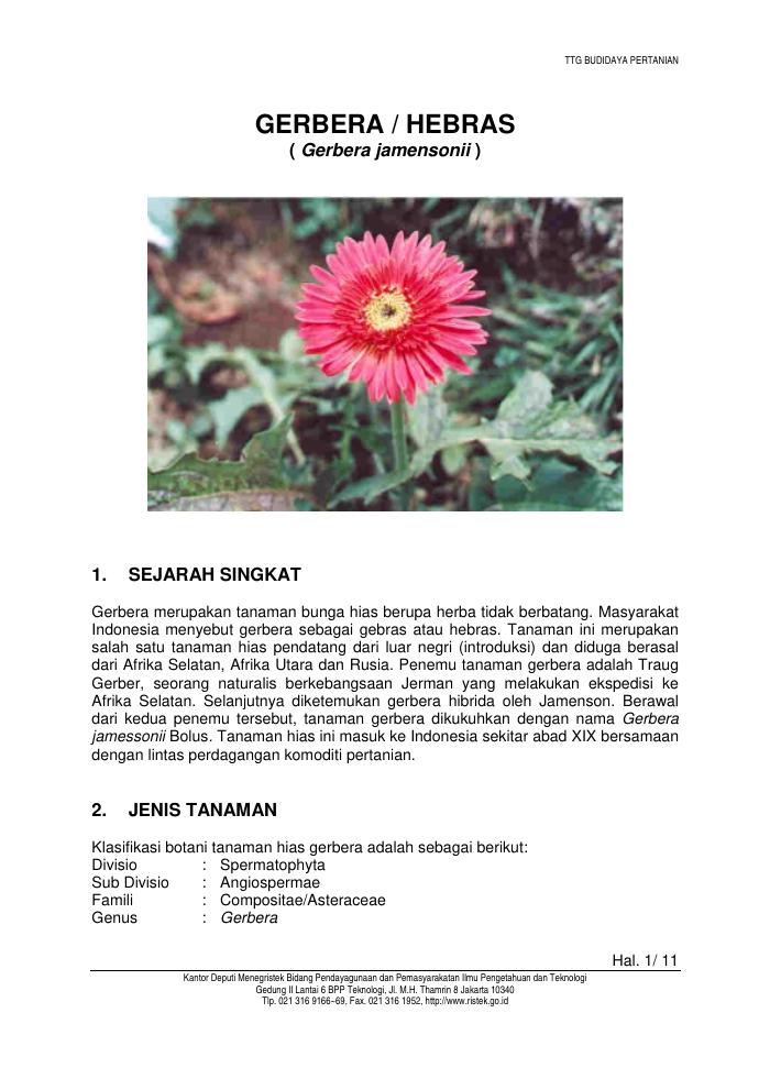 Budidaya Tanaman Hebras