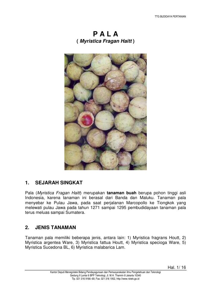 Budidaya Tanaman Pala