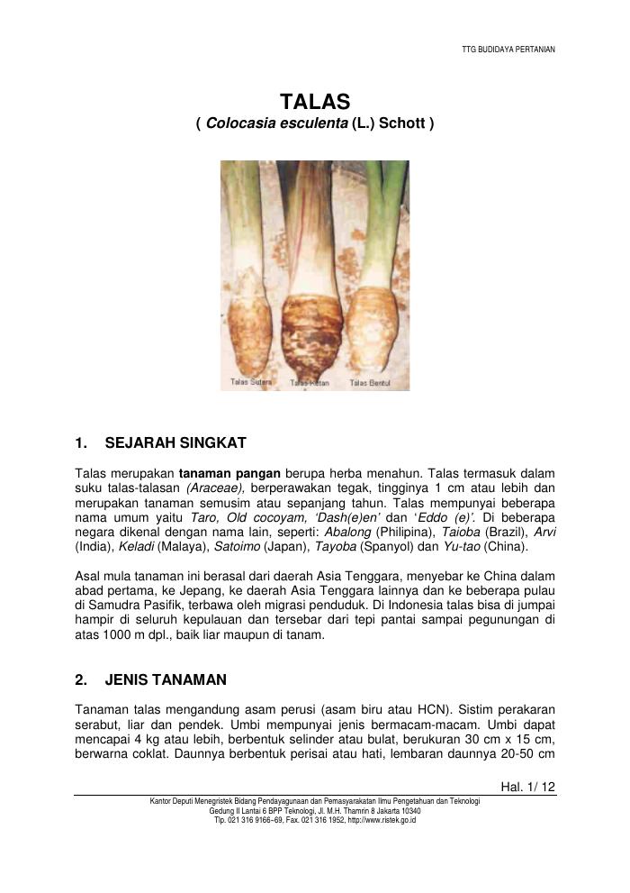 Budidaya Tanaman Talas