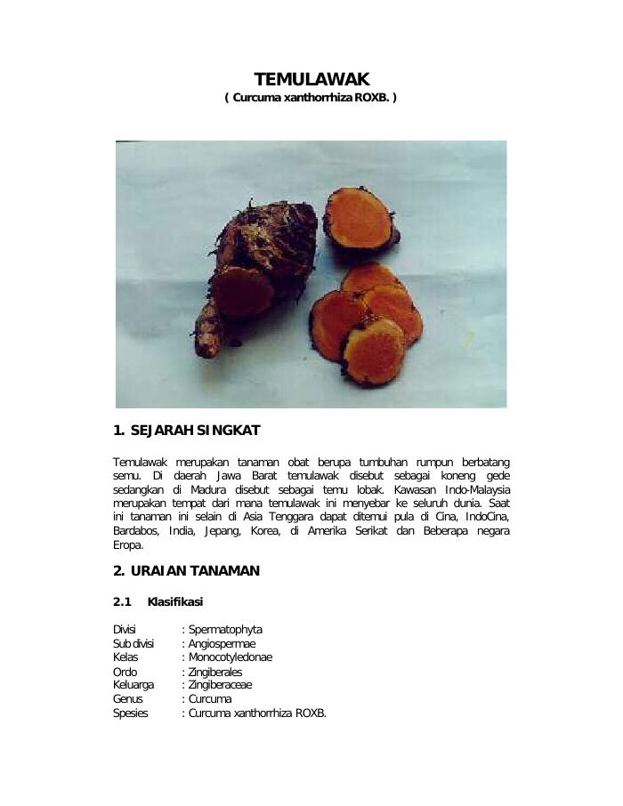 Budidaya Temulawak
