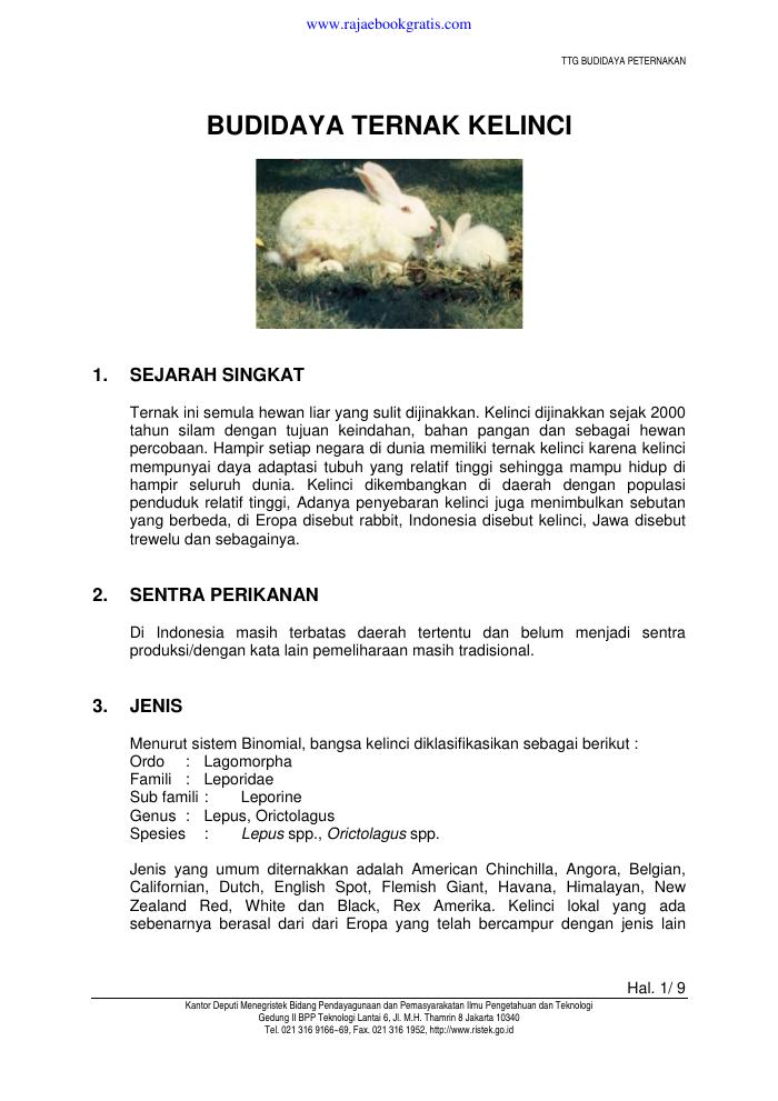 Budidaya Ternak Kelinci