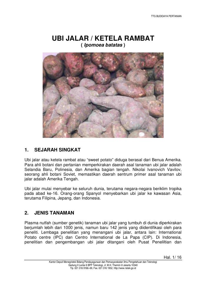 Budidaya Ubi Jalar