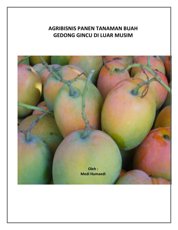 Agribisnis Tanaman Buah Gedong Gincu di Luar Musim