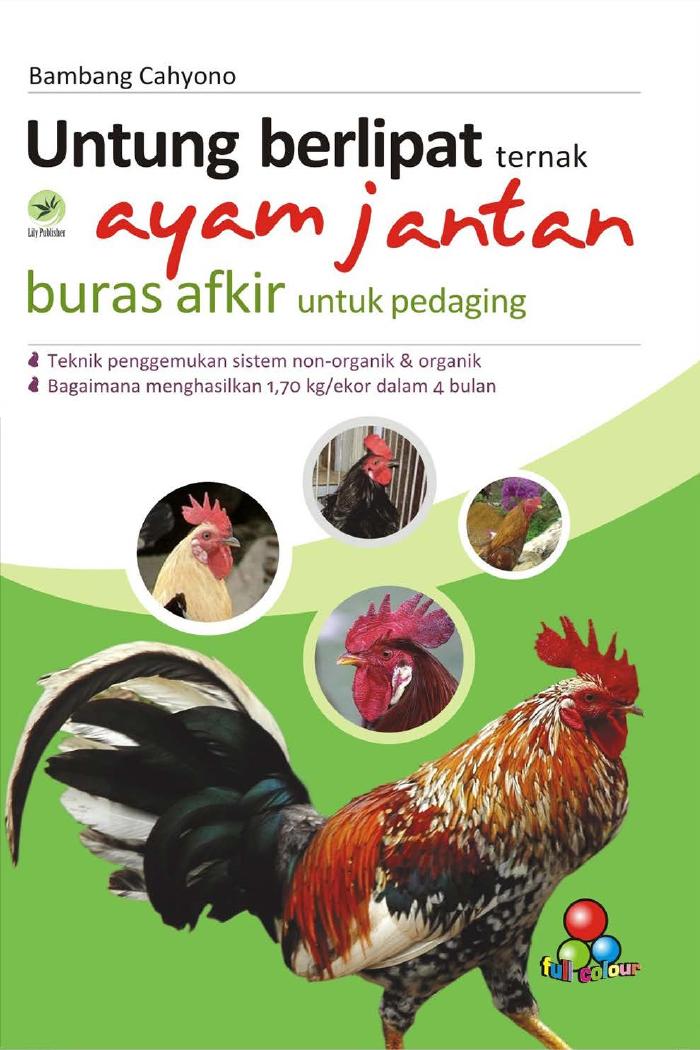 Untung Berlipat Ternak Ayam Jantan Buras Afkir Untuk Pedaging